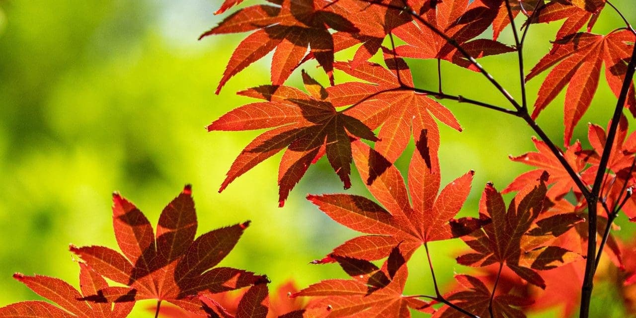 maple leaves