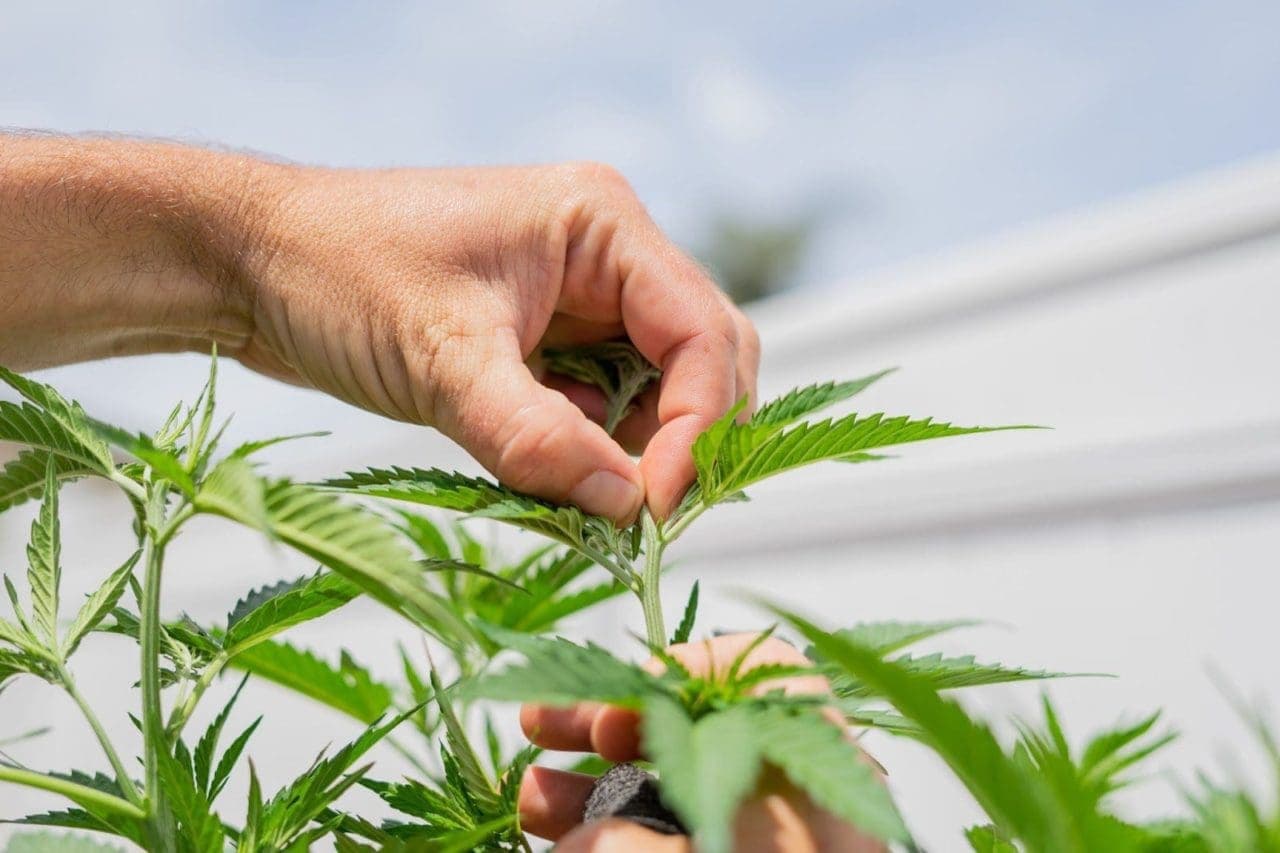 topping cannabis plants