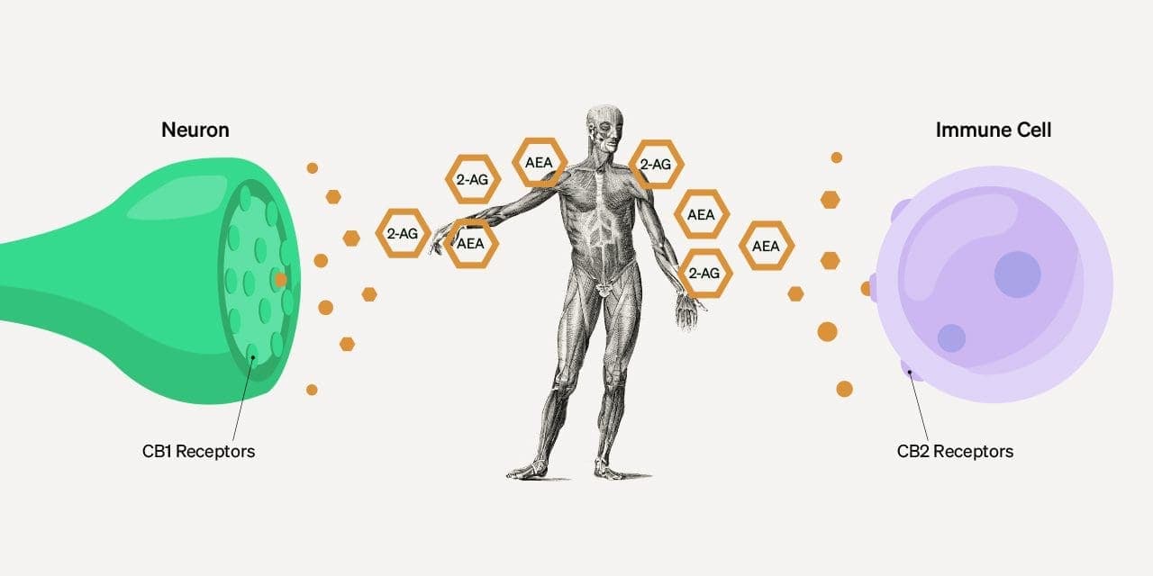 structure of human cannabinoid receptors